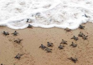 liberacion-tortugas-marinas