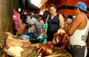ofertan-gallinas-indias-en-nicaragua
