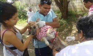 jornada nacional vacunacion canina nicaragua
