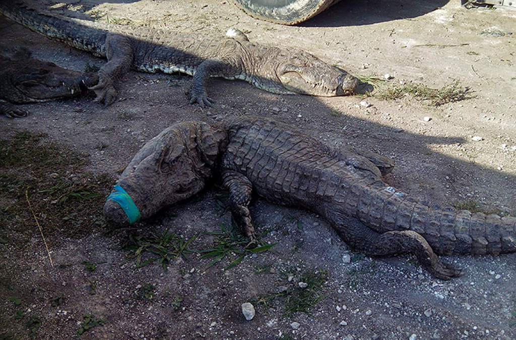 124 cocodrilos murieron al ser trasladados en condiciones deplorables en México
