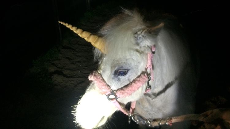 La Policía de California persigue a un ‘unicornio’ durante casi 4 horas