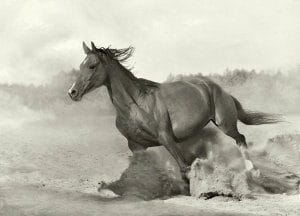caballo....matagalpa