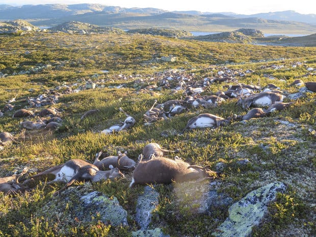 300 renos murieron alcanzados por un rayo en Noruega