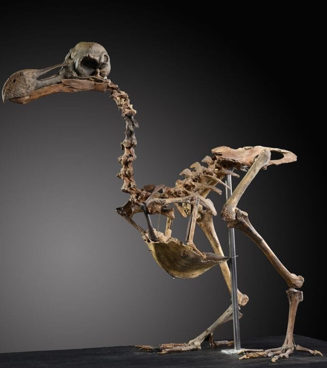 Subastarán una raro esqueleto de un pájaro dodo