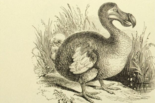 pajaro dodo