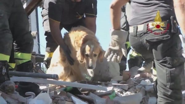 10 días después del terremoto en Italia rescatan con vida a un perro