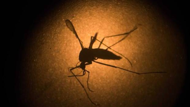 mosquito-del-zika