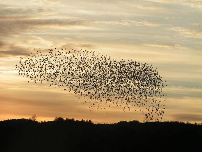 drunk-starlings-cause-chaos-on-austrian-highway