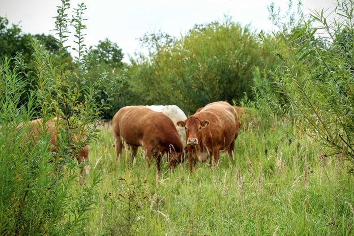 cattle-1662113_960_720