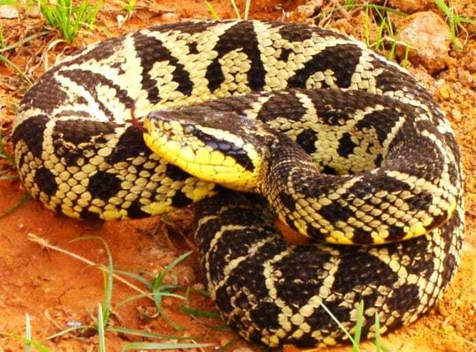 serpiente-barba-amarilla