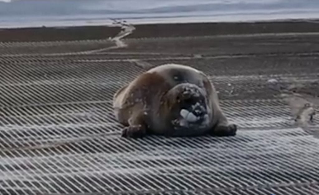Una enorme foca decidió tomar un baño de sol en la pista del Aeropuerto de Alaska