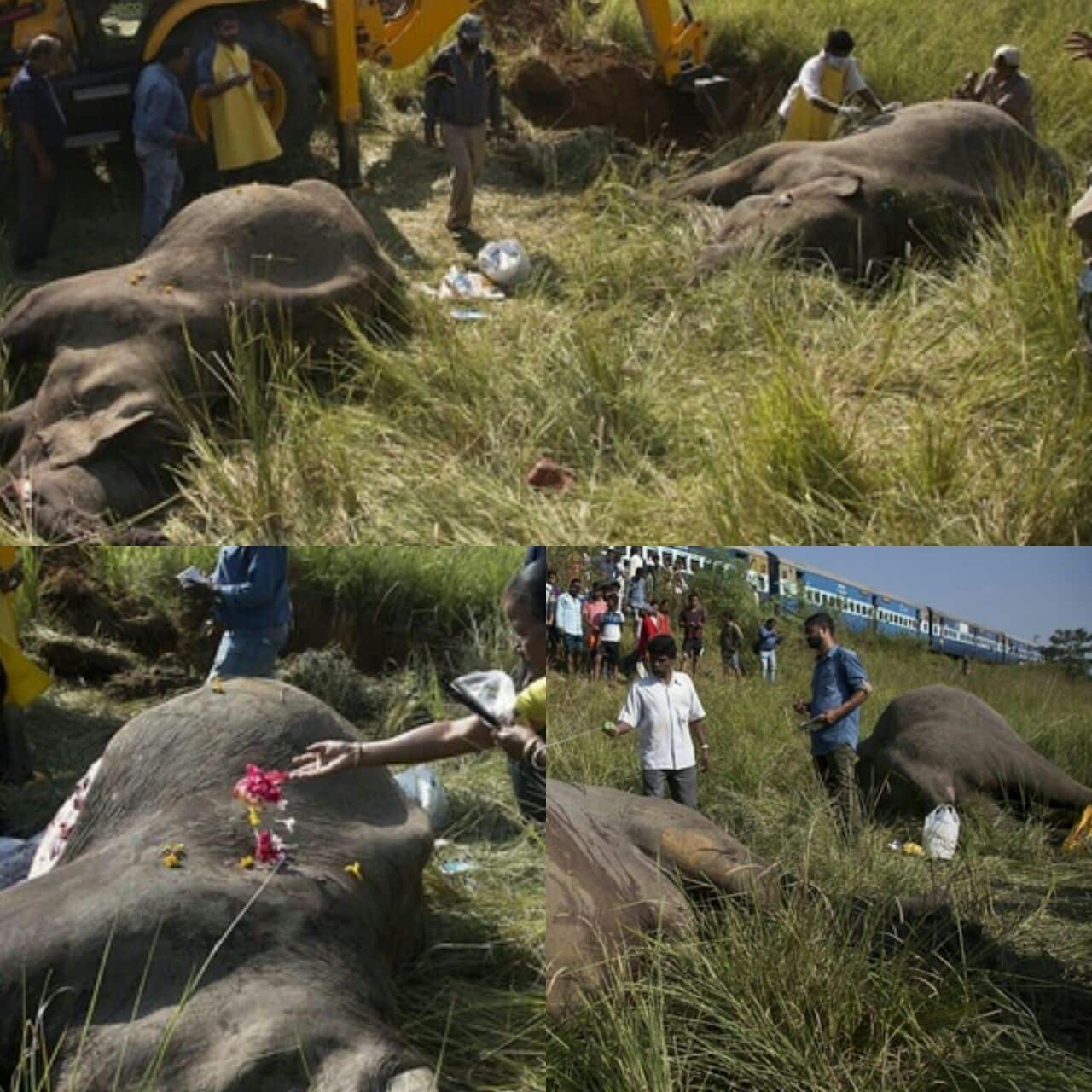 Dos elefantes murieron arrollados por un tren en La India
