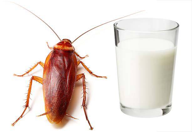 la cucaracha escarabajo del Pacífico es tan grande como un grano de café
