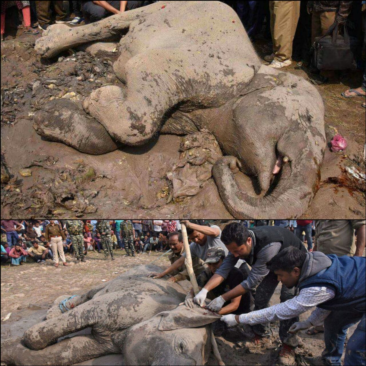 4 elefantes murieron y otro resultó gravemente herido al ser impactados por un tren en La India