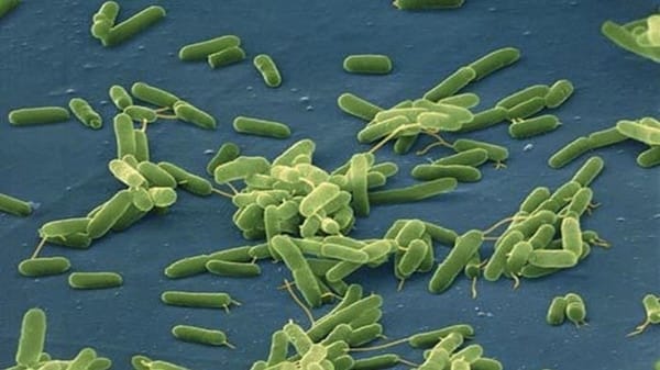 La bacteria Vibrio vulnificus