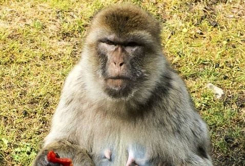 Fotografía de macaco rhesus