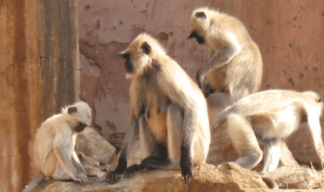 Grupo de Monos. Foto Referencial