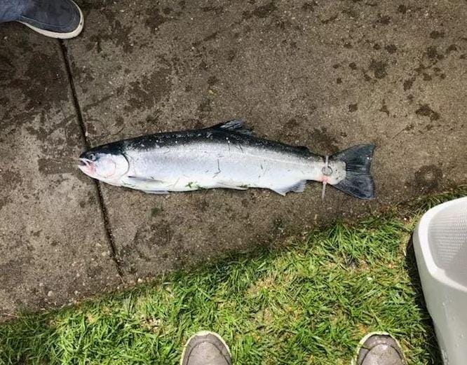 Encuentran sortija atada a un pez en el lago Michigan, Estados Unidos 