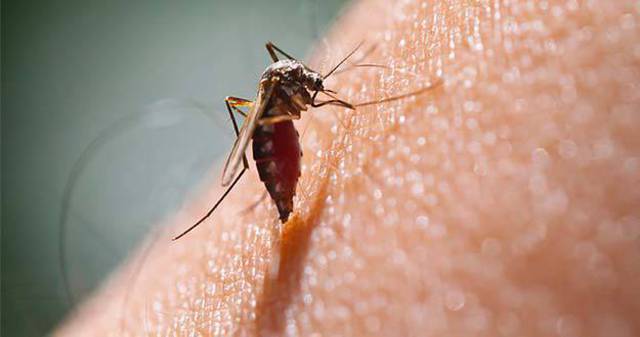 Epidemia de dengue cobra 40 vidas en Honduras