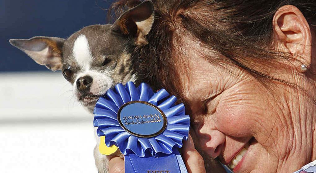 Llegó a Estados Unidos el concurso que le abrió paso a los perritos más feos del país, en donde su mayoría provenían de un refugio con traumas.