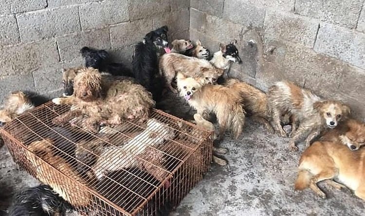 Rescatan a 63 perros antes de ser asesinados 