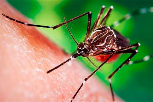 Paraguay reporta 16 fallecidos por dengue 