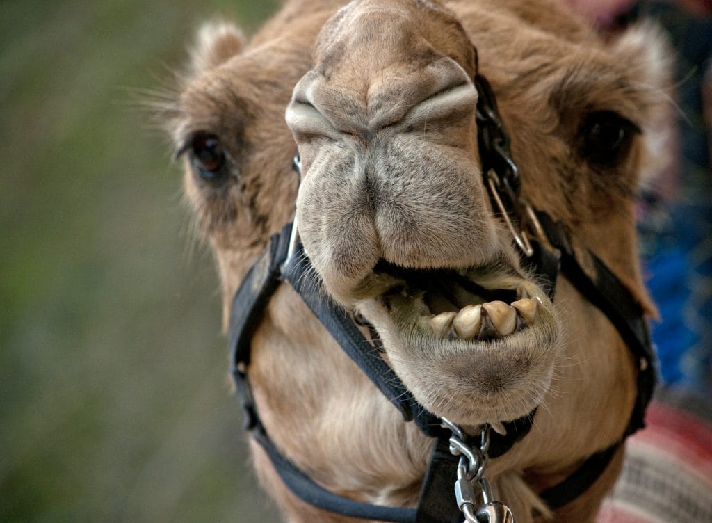 Estadounidense muerde los testículos de un camello 