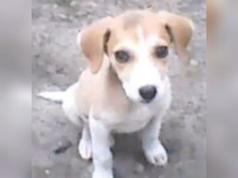 Coraje cuando era un cachorro: Fue rescatado de la calle y sufría de muchas enfermedades