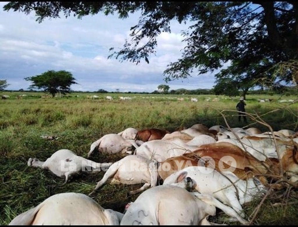 60 vacas murieron impactadas por un rayo en Chontales