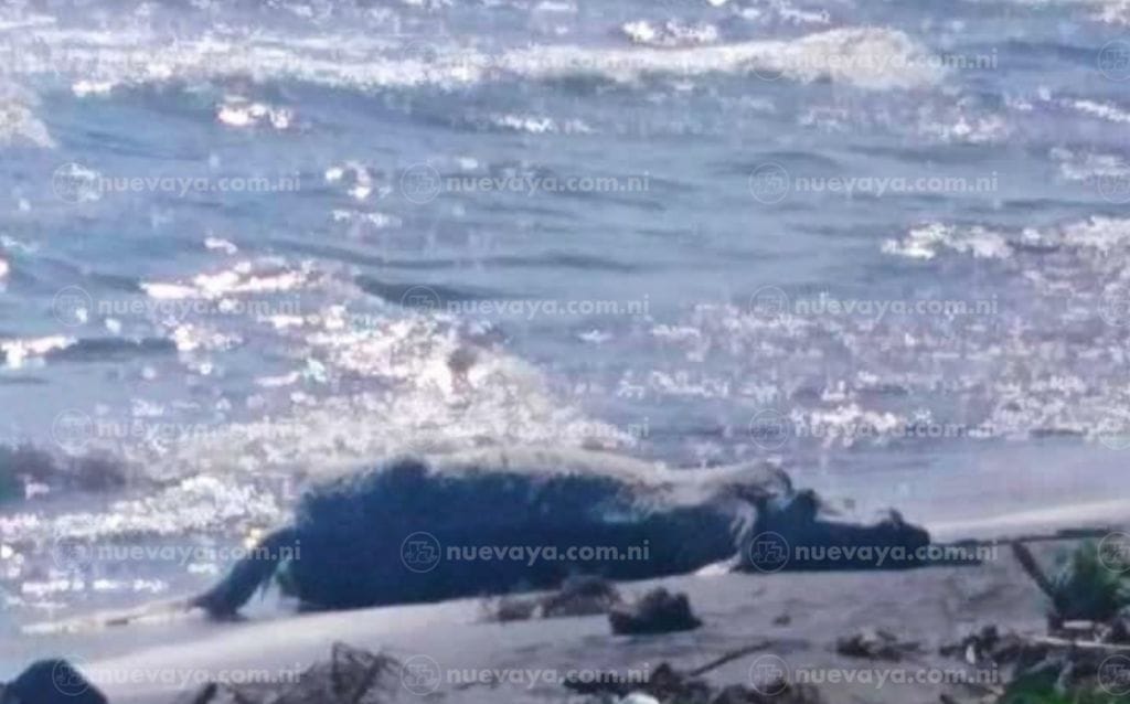 El cuerpo del caballo "El Chele" fue rescatado por sus propios dueños en el Lago Cocibolca