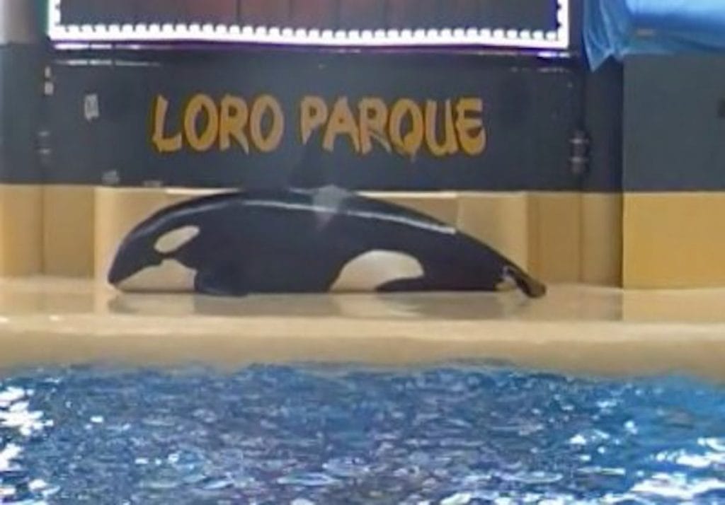 La orca llamada Morgan intentó suicidarse en España