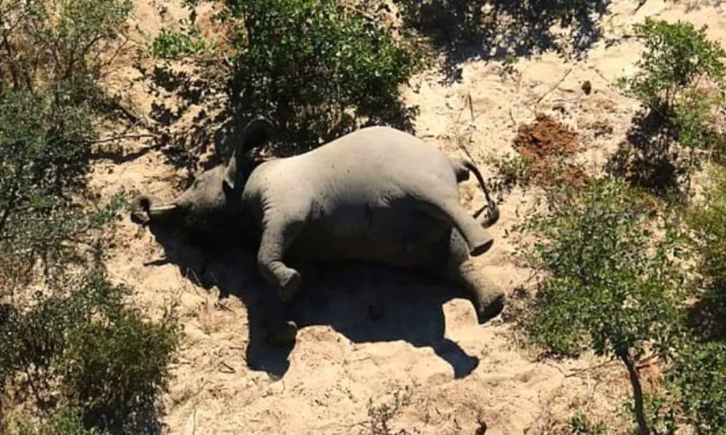 Resuelven misterio de cientos de elefantes muertos en Botsuana