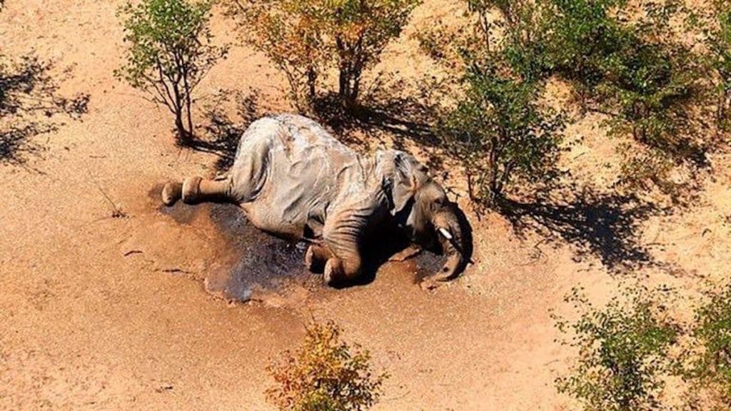 330 elefantes aparecieron misteriosamente muertos en el norte de Botsuana