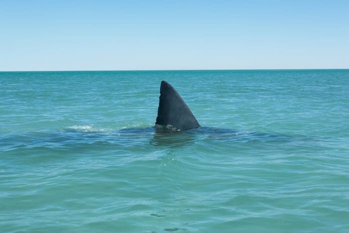 Jovencita es devorada por tiburón en playa de Nueva Zelanda