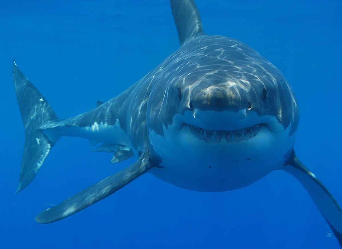 Fotografía de un enorme tiburón blanco en Sudáfrica