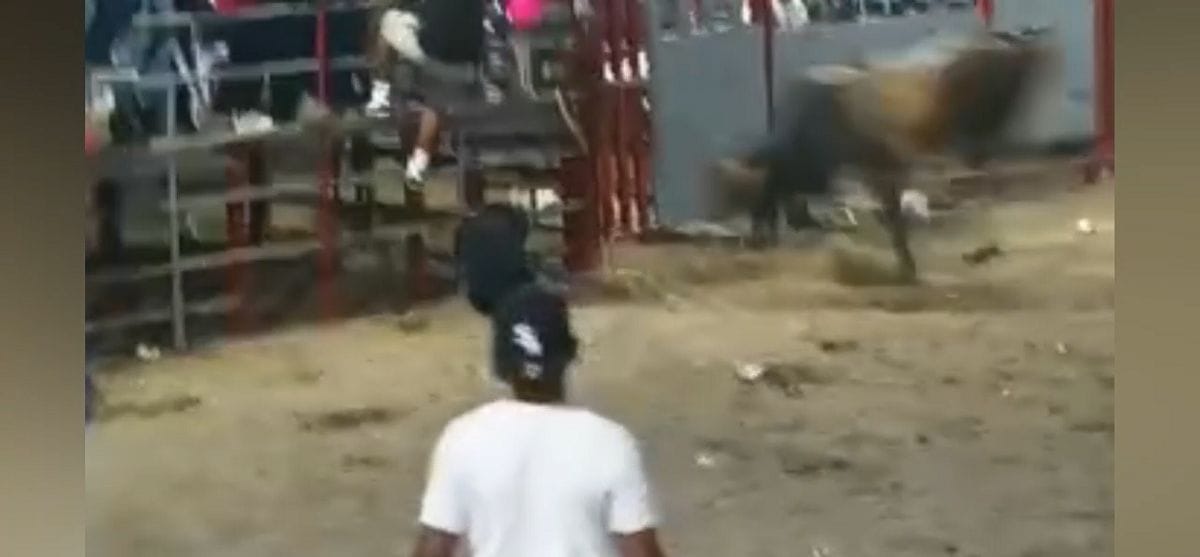 Un toro llamado "El venado" embistió mortalmente a un hombre en Tipitapa