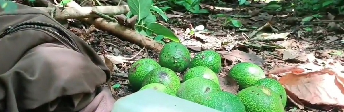Hombre murió al caer de un árbol de aguacates en Diriamba, Carazo - La ...