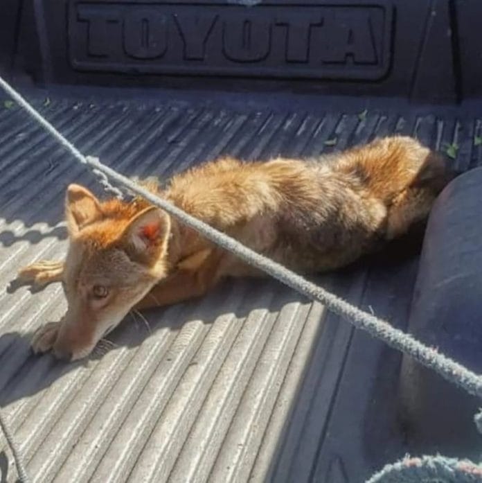 El coyote fue rescatado por instituciones del gobierno de Nicaragua