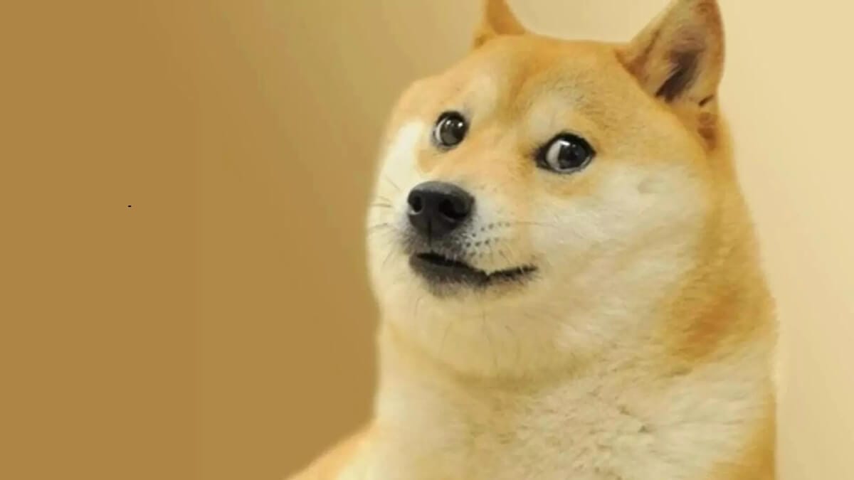 Triste noticia: fallece Kabosu, la perrita shiba inspiradora de Dogecoin