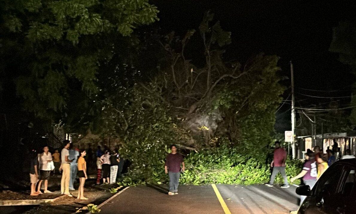 Este árbol de Chilamate, de 12 metros, cayó sobre una camioneta y un automóvil en Nindirí causando un desenlace trágico